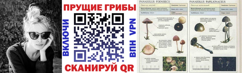 Псилоцибиновые грибы прущие грибы Советск